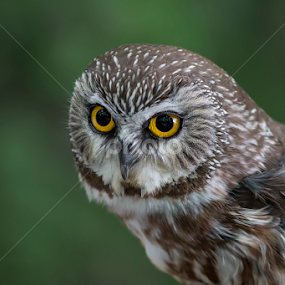 by Jean Verret - Animals Birds