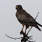 White-Eyed Buzzard