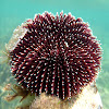 Purple sea urchin. Erizo violáceo