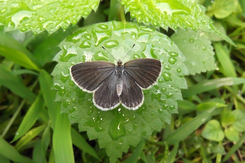 Butterfly (female)