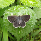 Butterfly (female)