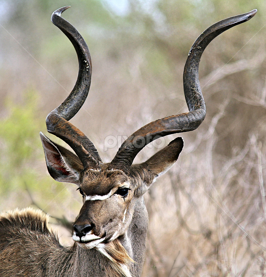 Kudu Portrait | Other | Animals | Pixoto
