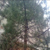 Pinus thunbergi - Japanese black pine
