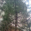 Pinus thunbergi - Japanese black pine