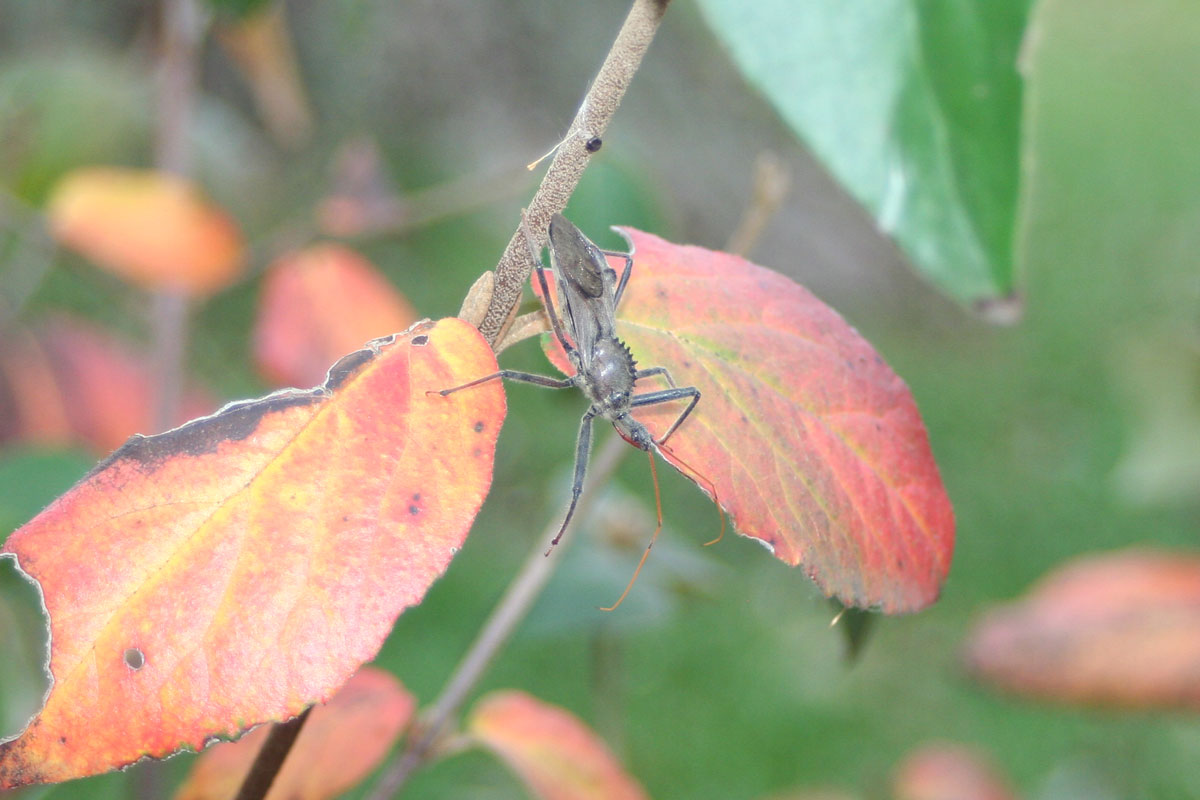 Wheel Bug