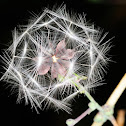 Prickly lettuce, Lechuga silvestre