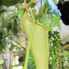 Great Pitcher-Plant