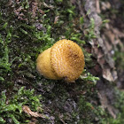 Honey fungus