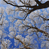 Trees by Eugenija Seinauskiene -  