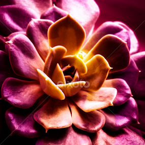 radiance within by Dinal Jay - Instagram & Mobile Other