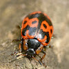 Knab's leaf beetle