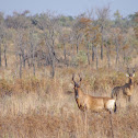 Red Hartebeest