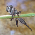 Robberfly female rescued from bird bath