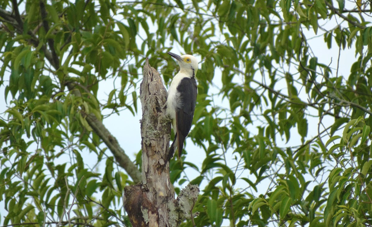 White Woodpecker