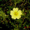 Rough Fruited Cinquefoil