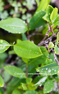 How to download Coca Plant 2.0 mod apk for pc