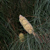 Pine pollen