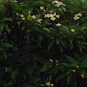 White Plumeria