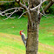 Red Bellied Woodpecker