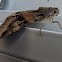 Indomitable Melipotis Moth