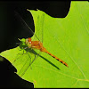 Dragonfly- Ruby Meadowhawk