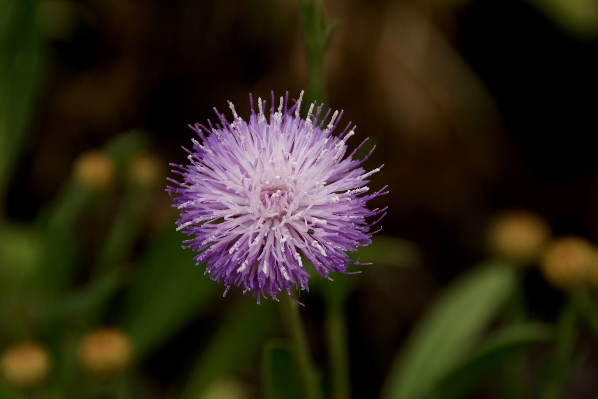 Hill thistle