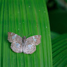 Glassy-winged Skipper