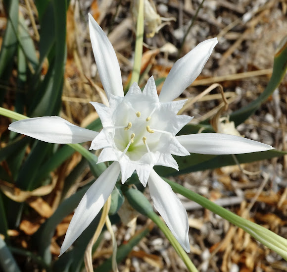 Seadaffodil Project Noah