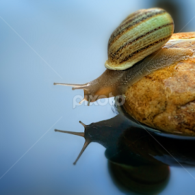 snail by Youssef Elboukhari - Animals Sea Creatures