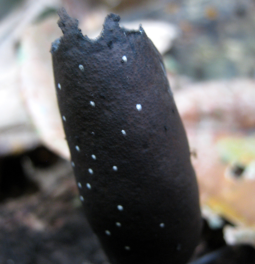 Spotted Dead Man's Fingers