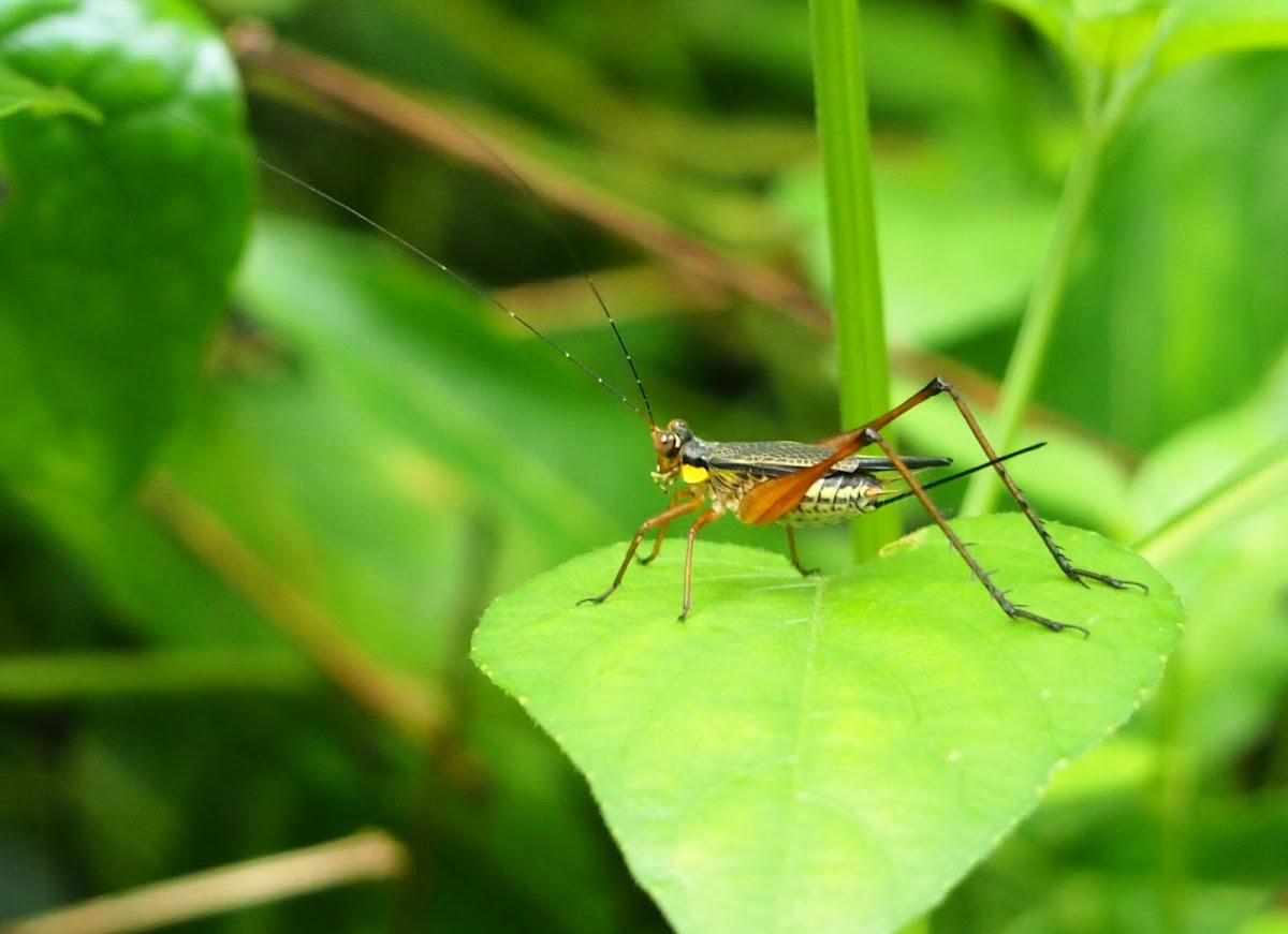 Sword-tailed cricket