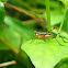 Sword-tailed cricket