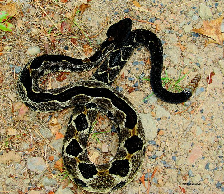 Timber Rattlesnake