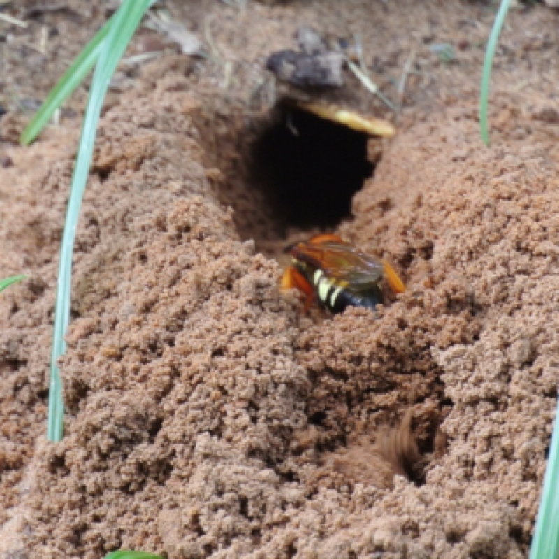 Cicada Killer burrow