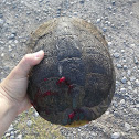 Yellow-bellied Slider