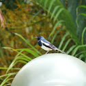 Oriental Magpie Robin(鵲鴝)