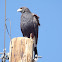 Harris's Hawk