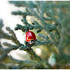 Ladybird(Vaquita roja).