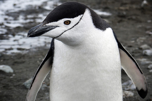 Antarctica-Chinstrap-Penguin - A chinstrap penguin in Antarctica, photographed during a G Adventures expedition.