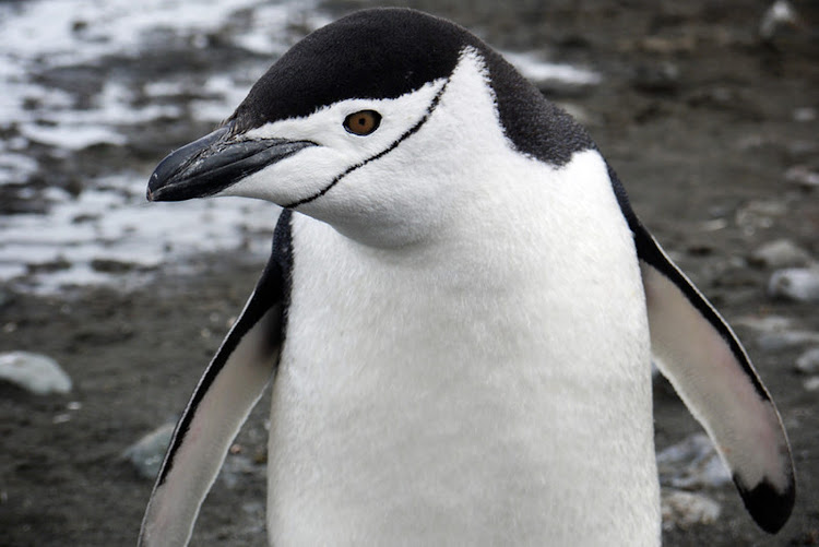 A chinstrap penguin in Antarctica, photographed during a G Adventures expedition.