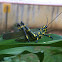 Panamanian Parrot-Grasshopper