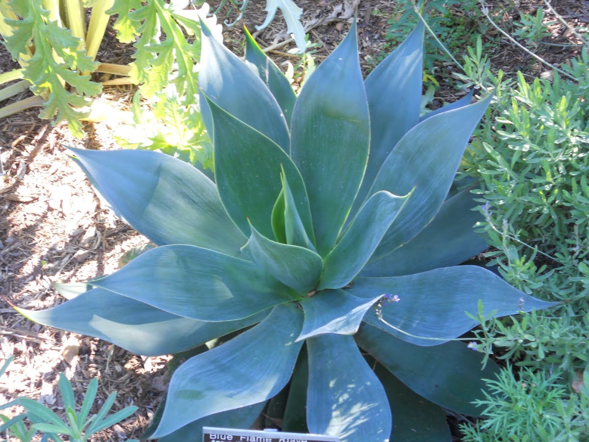 'Blue Flame' Agave hybrid