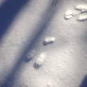 Cottontail rabbit tracks