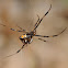 Southern black widow (male)