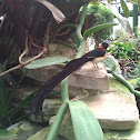 Long-tailed Paradise Whydah