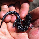 Fourche Mountain salamander