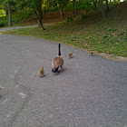 Canadian goose with goslings