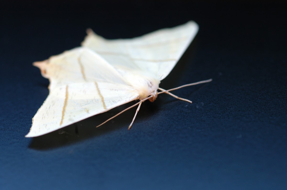 Swallow-Tailled Moth
