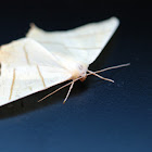Swallow-Tailled Moth
