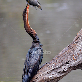 Gottchu by Adrian Boom - Animals Birds